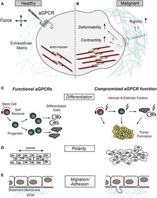 Cancer Cell Mechanics: Adhesion G Protein-coupled Receptors in Action?